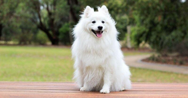Spitz allemand