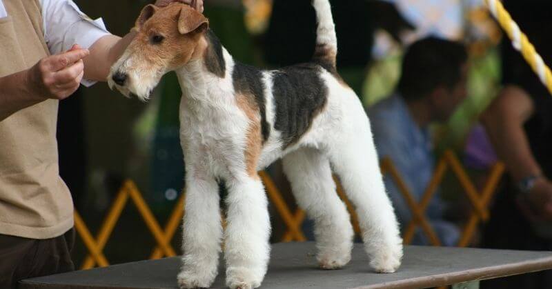 Fox Terrier