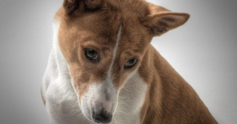 Basenji