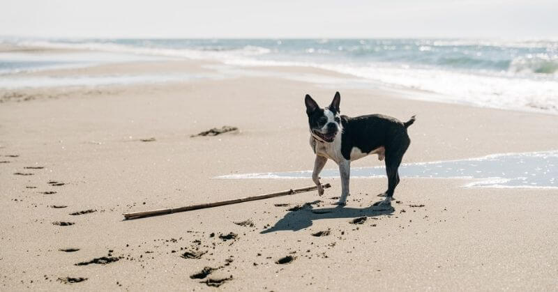 Boston Terrier