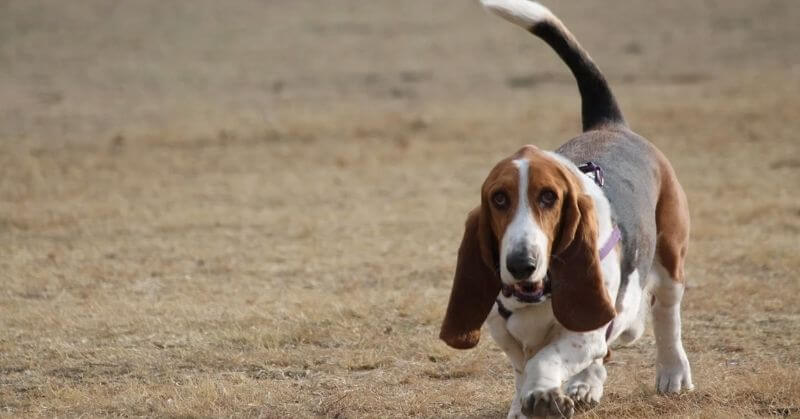 Basset Hound