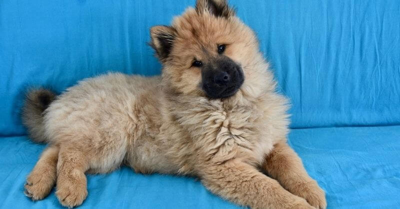Quand et comment nourrir votre Eurasier ?