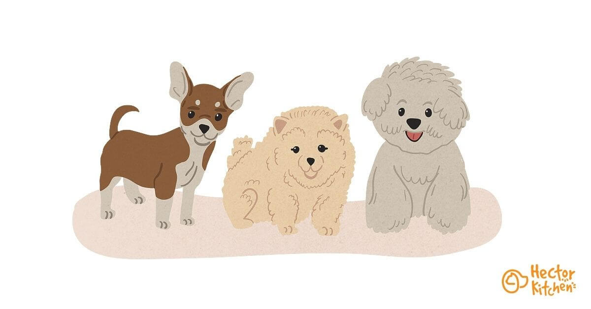 Les meilleures races de chiens nains
