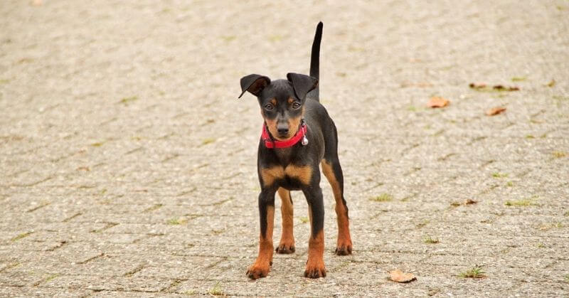 Pinscher nain