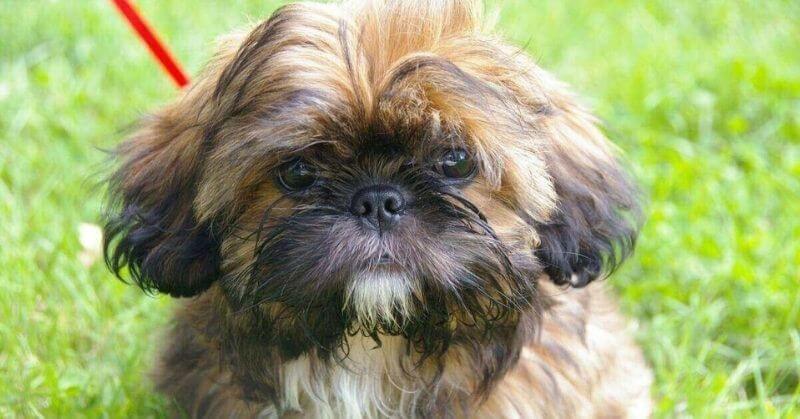 Shih Tzu