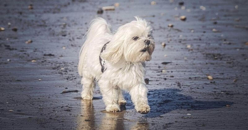 Bichon maltais