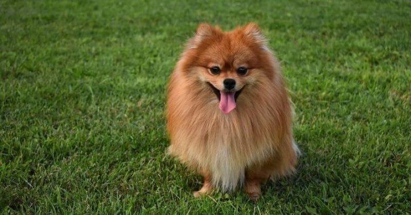 Spitz nain