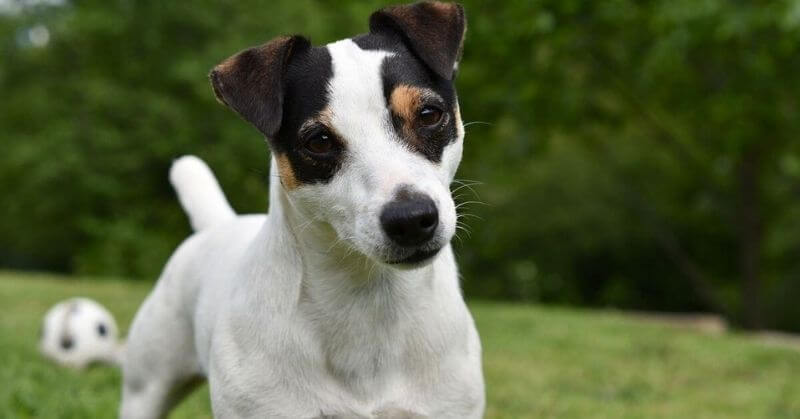 Jack Russell Terrier