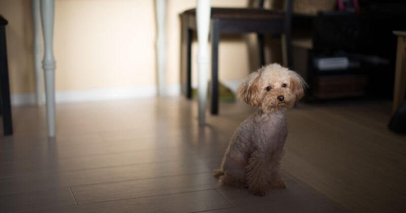 Caniche toy