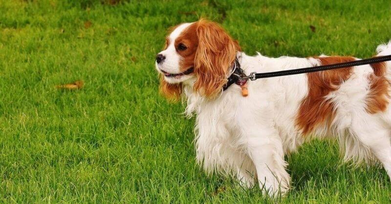 Cavalier King Charles