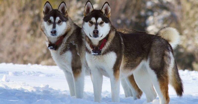 Malamute de l'Alaska