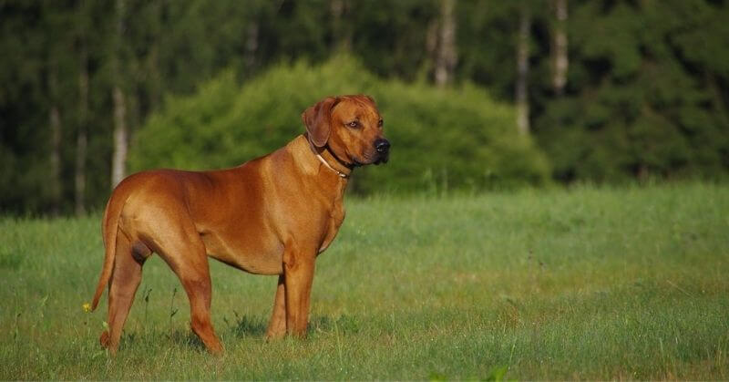 Rhodesian Ridgeback