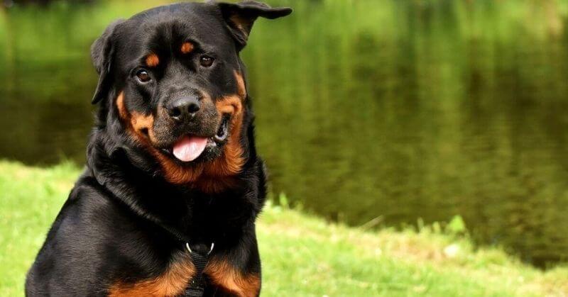Rottweiler