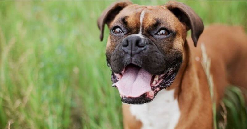 Boxer