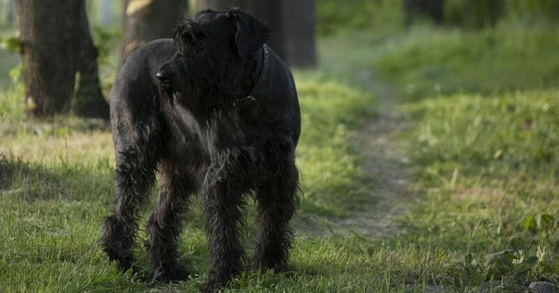 Schnauzer géant