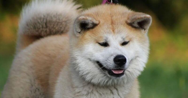 Akita Inu