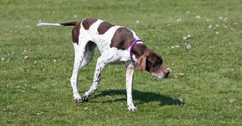 Pointer anglais