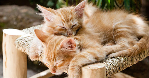 Pendant l'adoption d'un chaton : les erreurs à ne pas faire