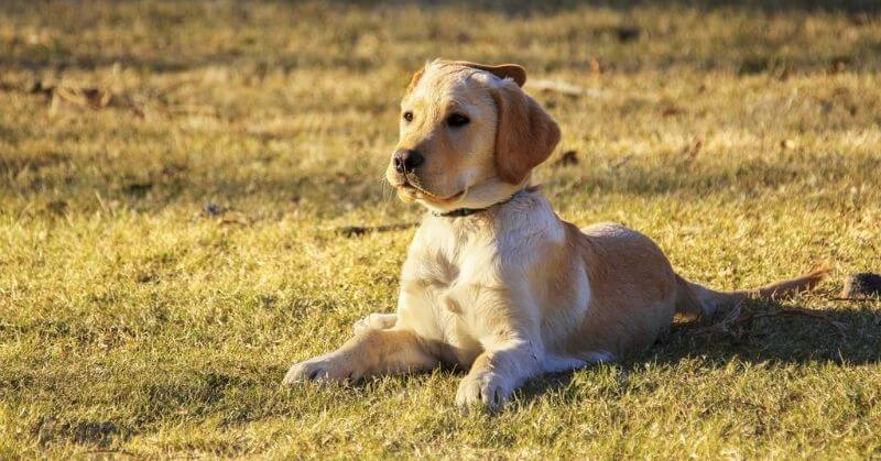 Chiot Golden Retriever 6 mois
