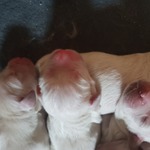 Chiots Golden Retriever bébé