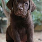 Chiot Labrador chocolat