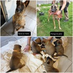 Chiots Malinois travail