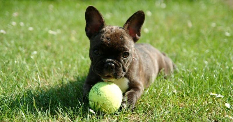 Chiot Bouledogue français 3 mois