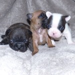 Chiots Bouledogue français LOF