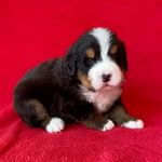 Chiot mâle Bouvier bernois