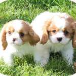 Deux chiots mâles CKC