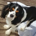 Chiot tricolore CKC