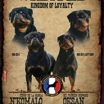 Chiot femelle Rottweiler