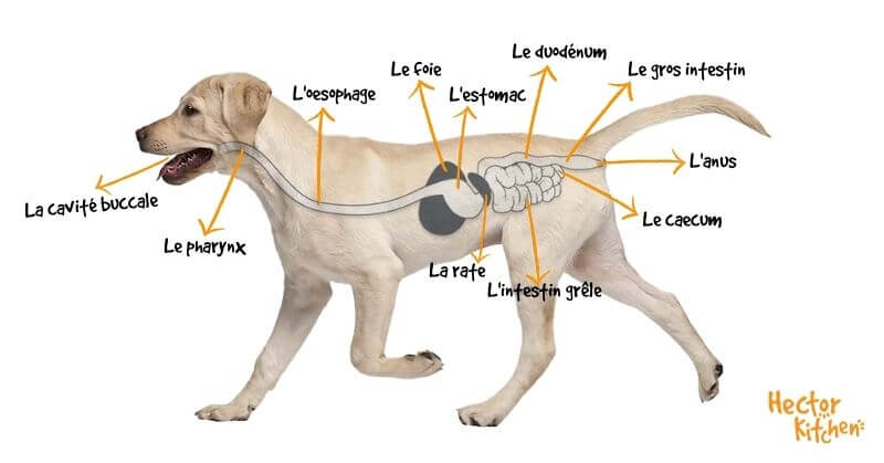 Le système digestif du chien