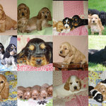 6 Chiots Cocker anglais