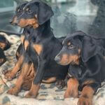 Chiots Doberman noir et feu