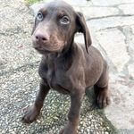 Chiot Doberman Mâle Marron
