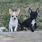 Chiots Chihuahua