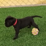 Chiot Cane Corso noir