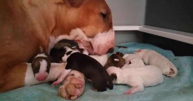 Portée de chiots Bull Terrier