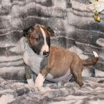 Chiot Bull Terrier