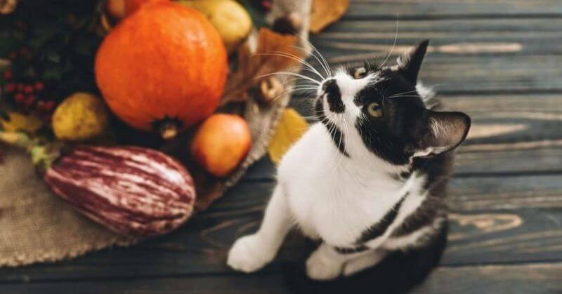 Pourquoi donner des légumes à votre chat ?