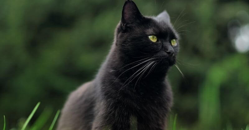 Photo de chat noir