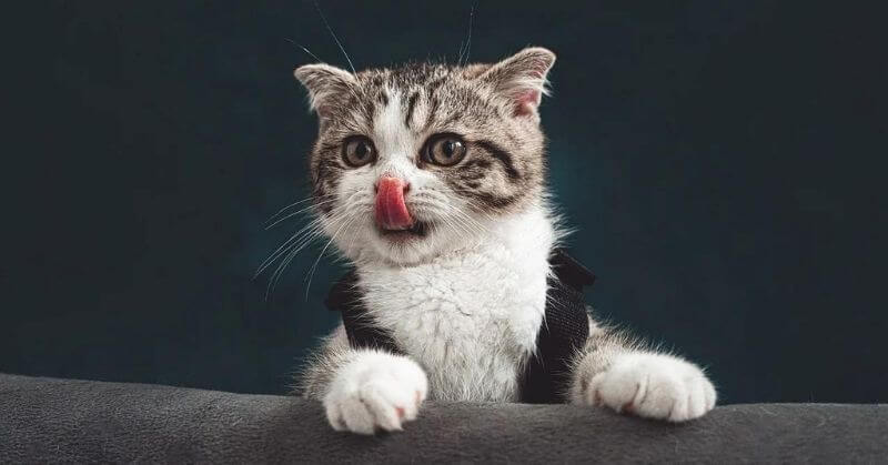 Photo de chat mignon