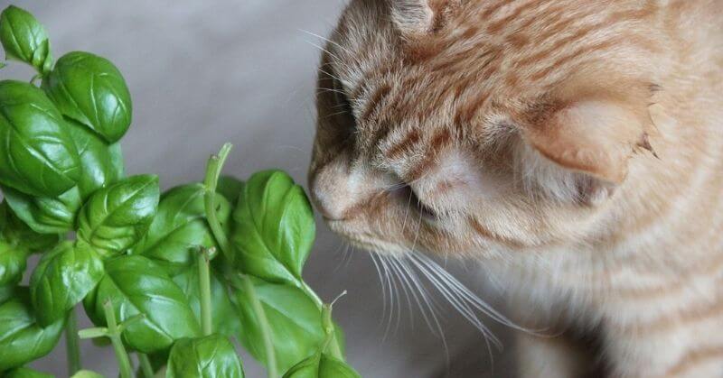 Photo de chat avec des plantes