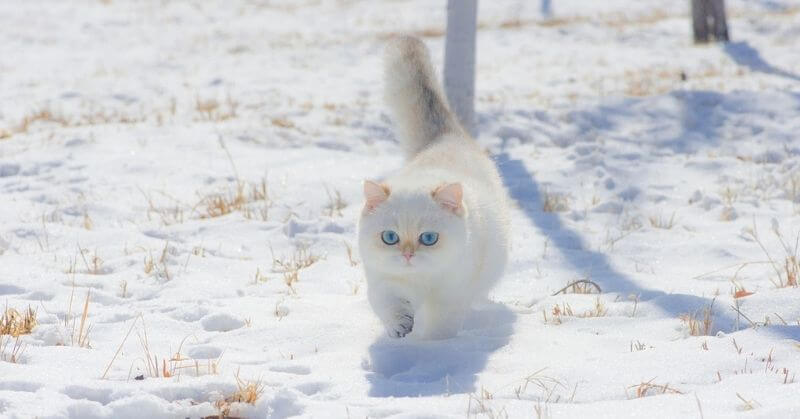 Photo de chat blanc
