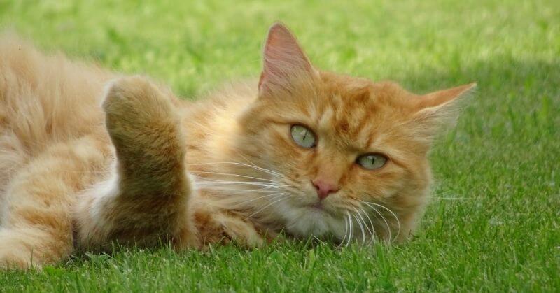 Photo de chat roux