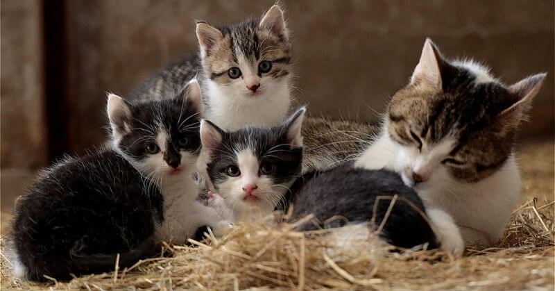 Photo de petits chats