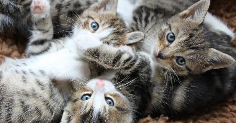 Photo de bébés chats