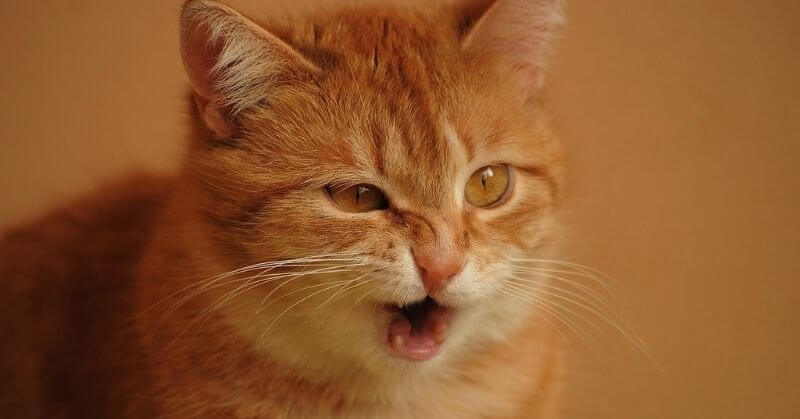 Photo de chat rigolo