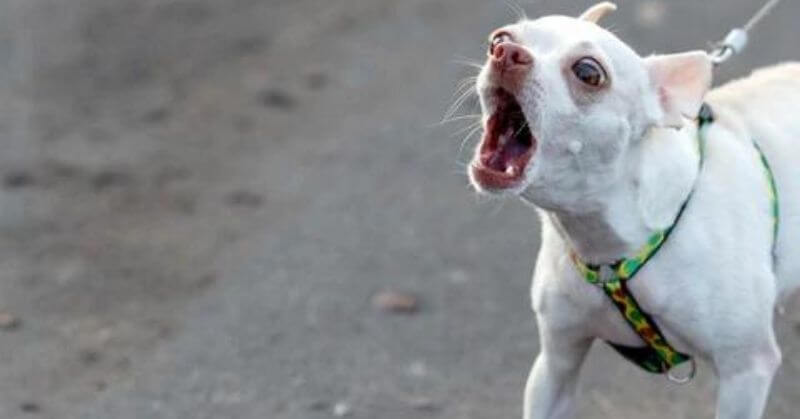 Chihuahua aboie